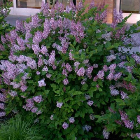 Miss Kim Manchurian Lilac ( syringa )