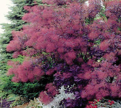 Royal Purple Smokebush Tree ( cotinus )