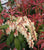 Mountain Fire Pieris Japonica