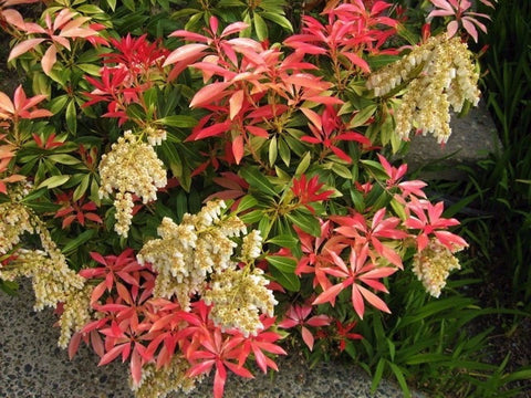 Mountain Fire Pieris Japonica