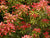 Mountain Fire Pieris Japonica