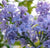 President Grevy Blue French Lilac