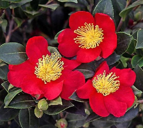 Yuletide Red Camellia Sasanqua