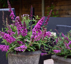 Flutterby™ Petite Tutti Fruitti Dwarf Butterfly Bush