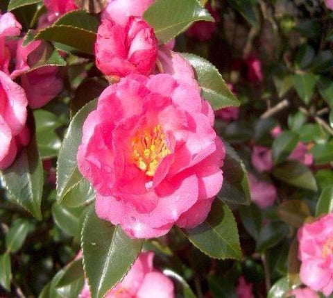 Shishi Gashira Camellia Sasanqua