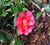 shishi gashira camellia