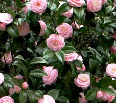 Tri color Variegated Camellia Japonica