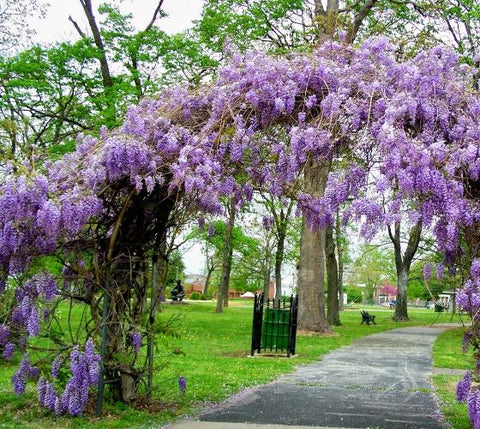 Amethyst Falls Wisteria Vine