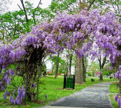 Amethyst Falls Wisteria Vine