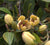 Banana Shrub ( Michelia figo )