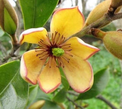Banana Shrub ( Michelia figo )