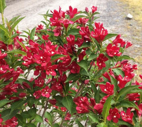 Red Prince Weigela ( florida )