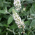 Lo & Behold® 'Ice Chip' Dwarf Butterfly Bush