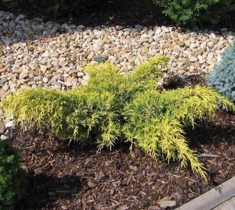 Gold Lace Spreading Juniper