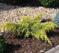 Gold Lace Spreading Juniper