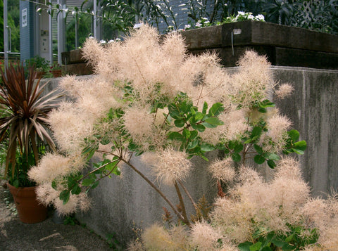 Young Lady Pink Smokebush Tree (cotinus)