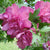 Raspberry Smoothie™ Hibiscus ( Althea ) - Rose Of Sharon