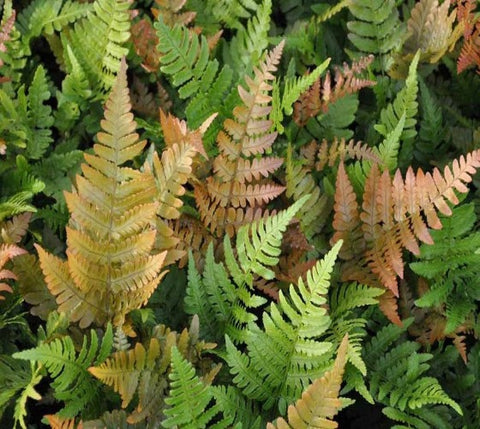 Autumn Fern ( Dryopteris erythrosora )