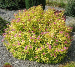 Goldmound Spirea Japonica