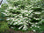 Shasta Viburnum plicatum tomentosum