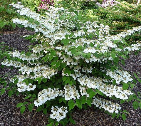 Shasta Viburnum plicatum tomentosum