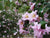 Pink Snow Camellia Sasanqua