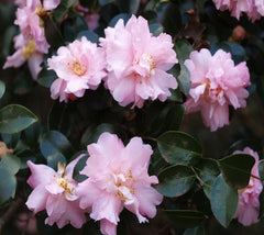 Pink Snow Camellia Sasanqua