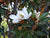 Little Gem Southern Magnolia Grandiflora