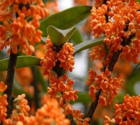 Orange Flowering Fragrant Tea Olive (osmanthus)