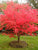Fireglow Upright Red Japanese Maple