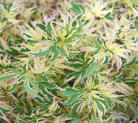Butterfly Dwarf Upright Japanese Maple