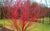 Sango Kaku Coral Bark Japanese Maple