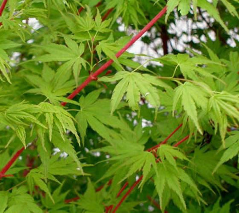 Sango Kaku Coral Bark Japanese Maple