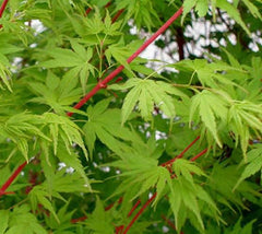Sango Kaku Coral Bark Japanese Maple