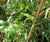 Bamboo Dwarf Multiplex Hedge