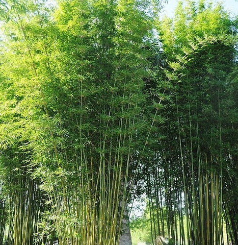 Bamboo Dwarf Multiplex Hedge