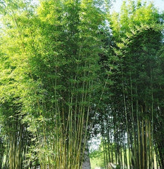 Bamboo Dwarf Multiplex Hedge