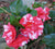 Governor Mouton Variegated Camellia