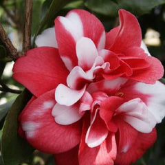 Governor Mouton Variegated Camellia