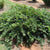 Emerald Heights® Evergreen Distylium