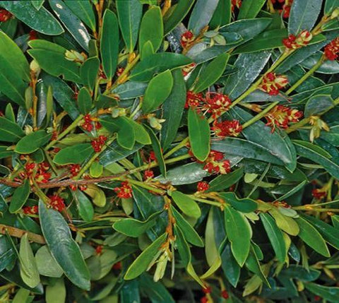 Emerald Heights® Evergreen Distylium