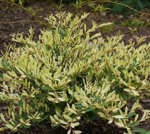 Spring Frost™ Distylium
