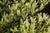 Spring Frost™ Distylium