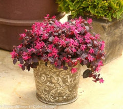 Jazz Hands® Dwarf Pink Loropetalum