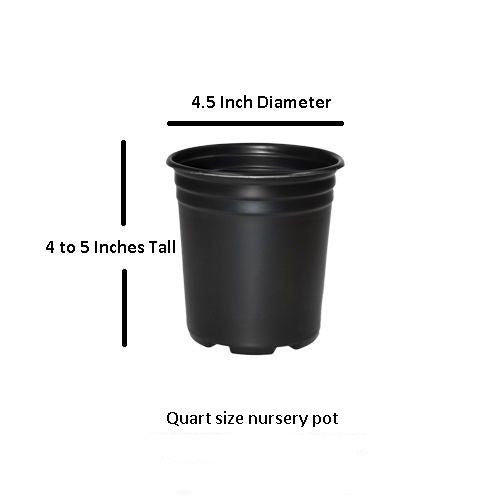 quart size plant pot June Variegated Hosta