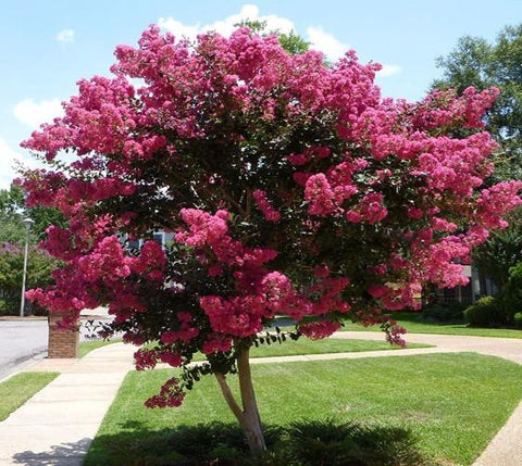 Tuscarora Dark Pink Crape Myrtle