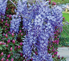 Blue Moon Wisteria Vine