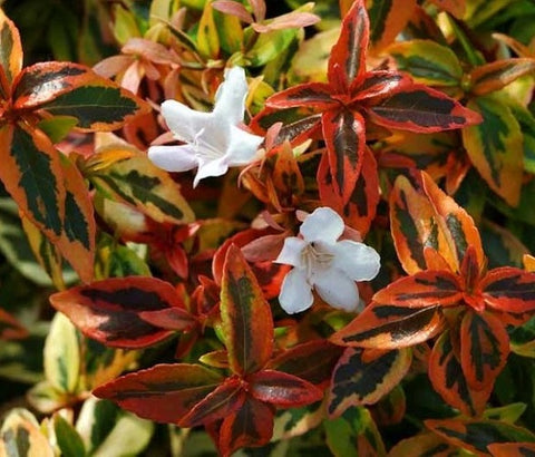 Kaleidoscope Abelia Grandiflora