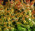 Kaleidoscope Abelia Grandiflora