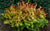 Kaleidoscope Abelia Grandiflora